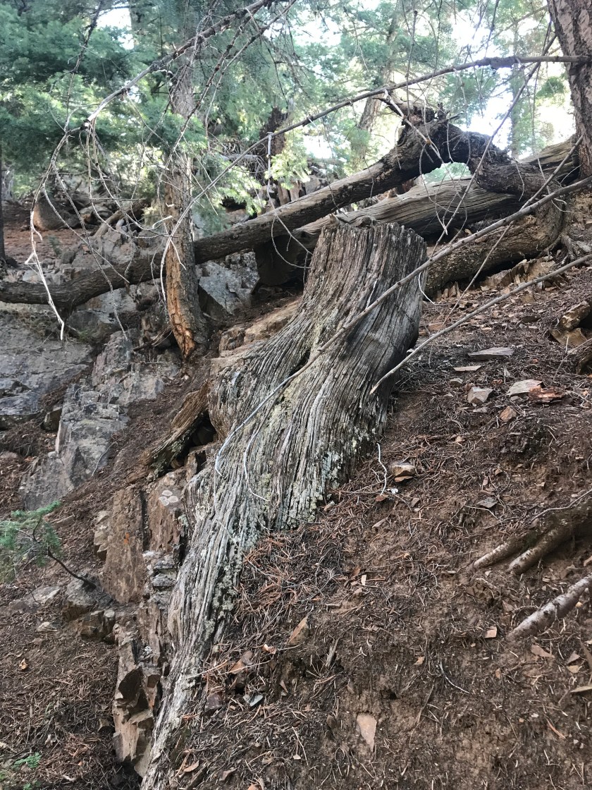 0F1EFC04-5CB4-4682-BB01-40A7B4A0657A