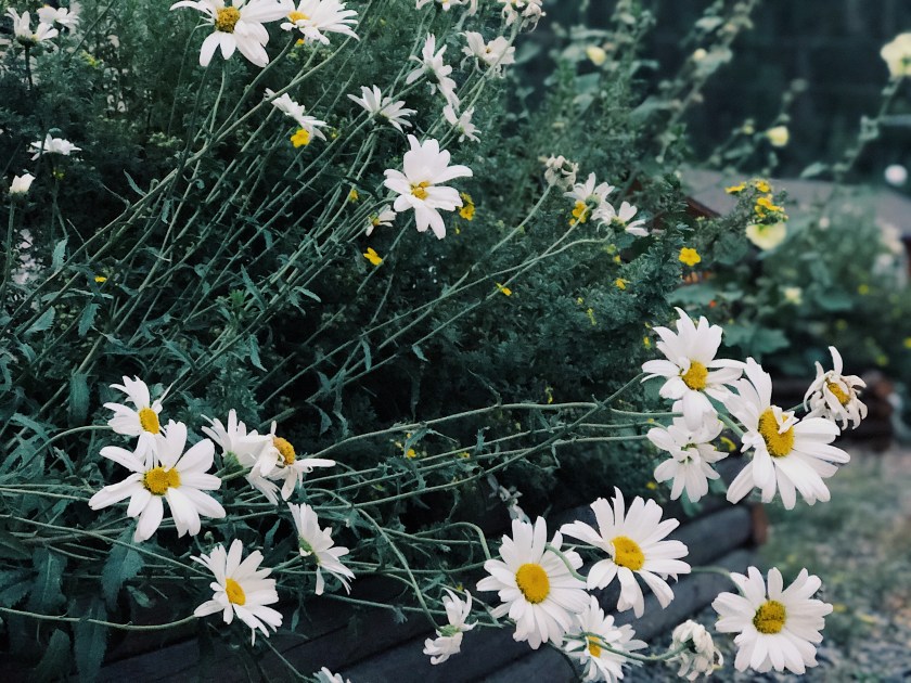 Processed with VSCO with g3 preset