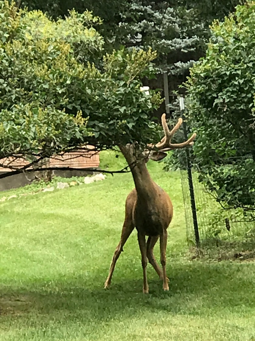 297062AE-D55B-4C32-95D6-6F3089FF739F