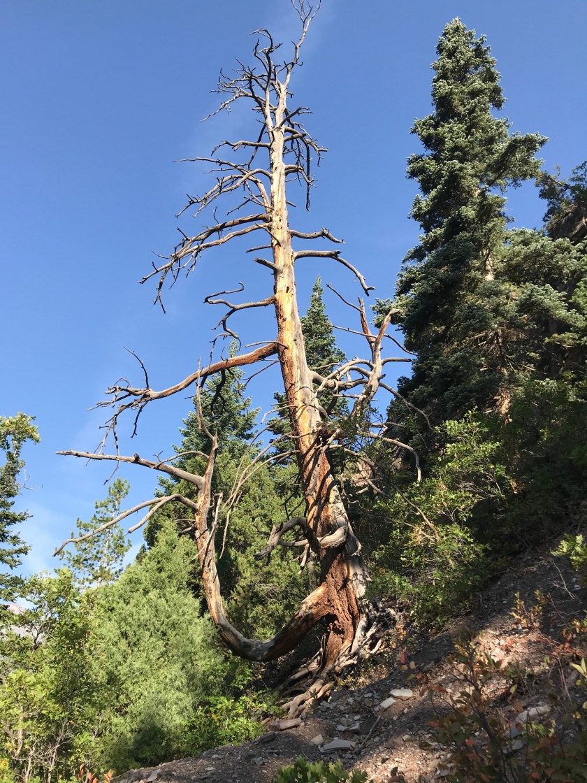 2BCB4B22-EBDC-4FD0-BDBD-BB15B4840C74