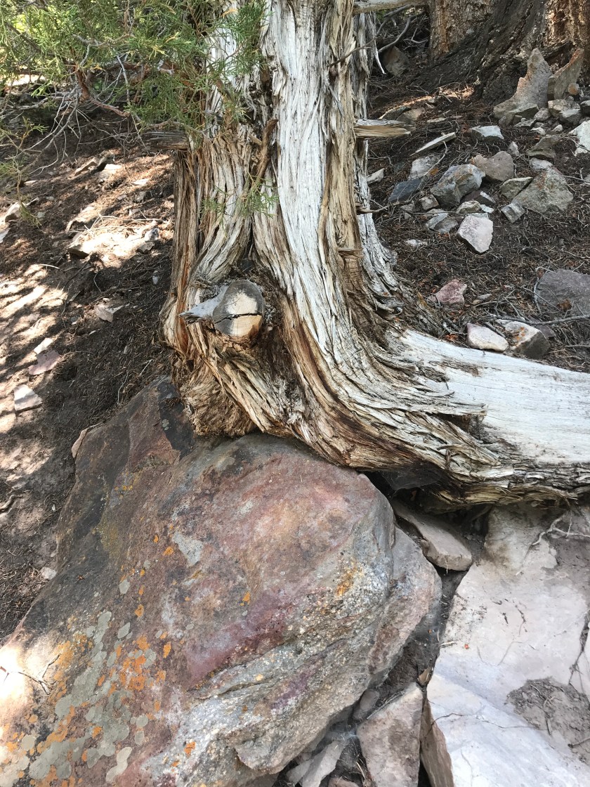 3C851574-4C10-4DFB-8661-060259CC6859