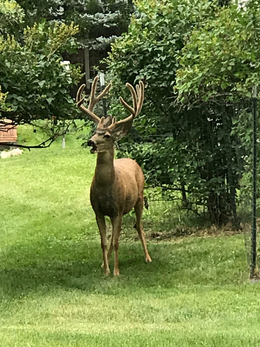 44185EAA-F7D2-4A52-B47C-7A271B5413AB