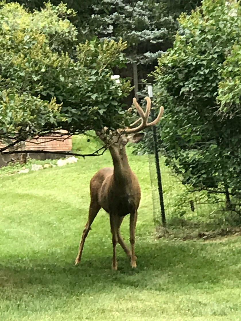 D086DCEA-4BD3-4280-858A-59472DB82F0C