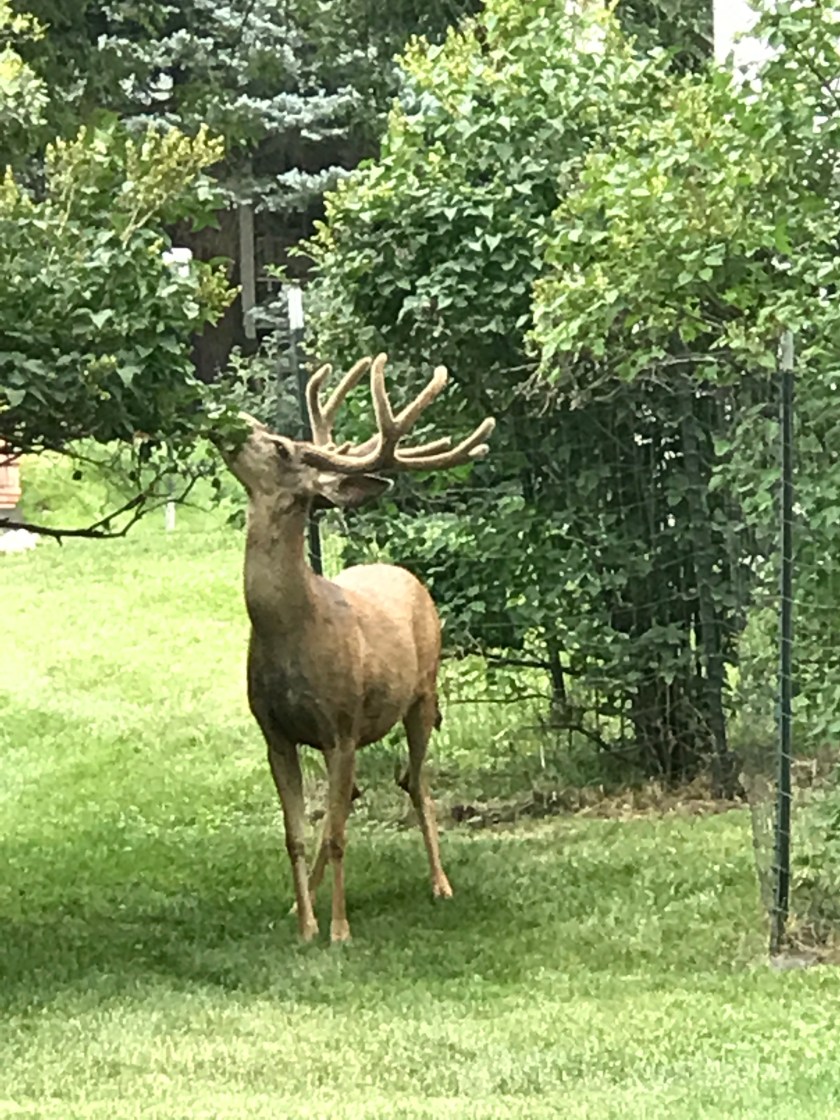 F03CEF65-6C9C-4BFD-BAF7-C5F70268DE7D