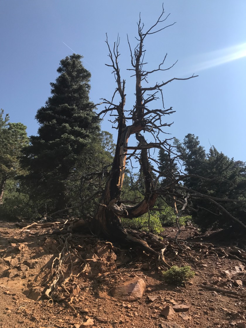 F39B82C5-4034-47D0-8EDC-379DD70255D8